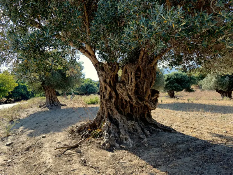 Un ulivo secolare dal tronco contorto, con altri ulivi sullo sfondo.