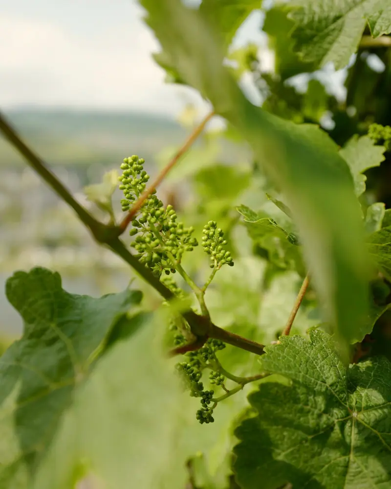 Grappoli in fiore tra le foglie giovani della vite