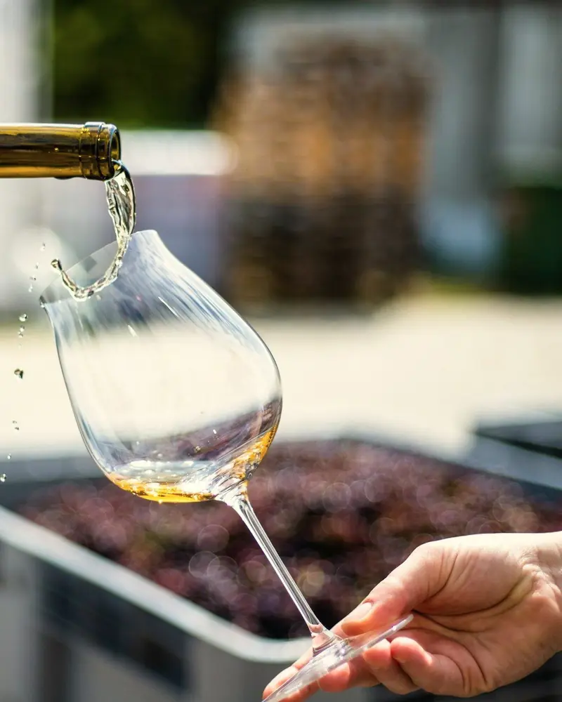Vino bianco versato in un calice da assaggio, accanto alle cassette della vendemmia